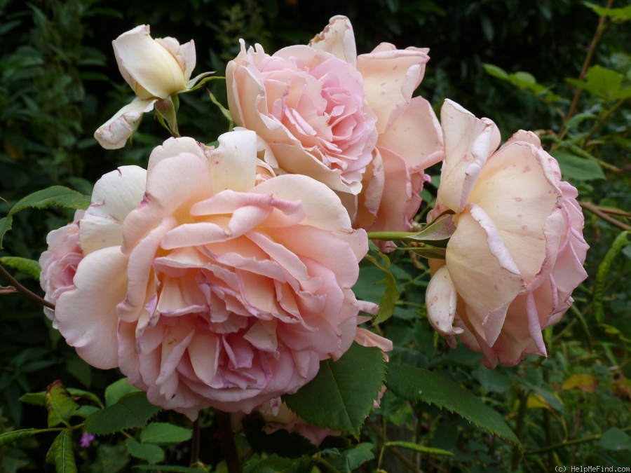 'Janet (shrub Austin, 2003)' rose photo