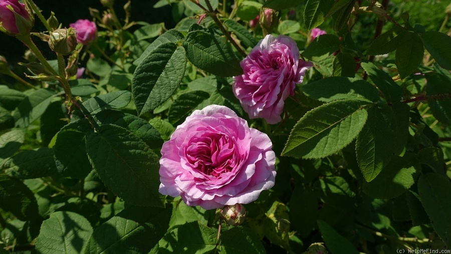 'Jenny Duval' rose photo