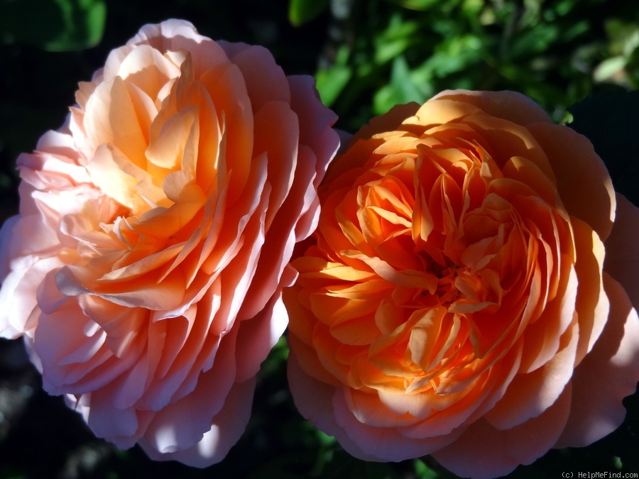 'Louise Clements (shrub, Clements, 1996)' rose photo