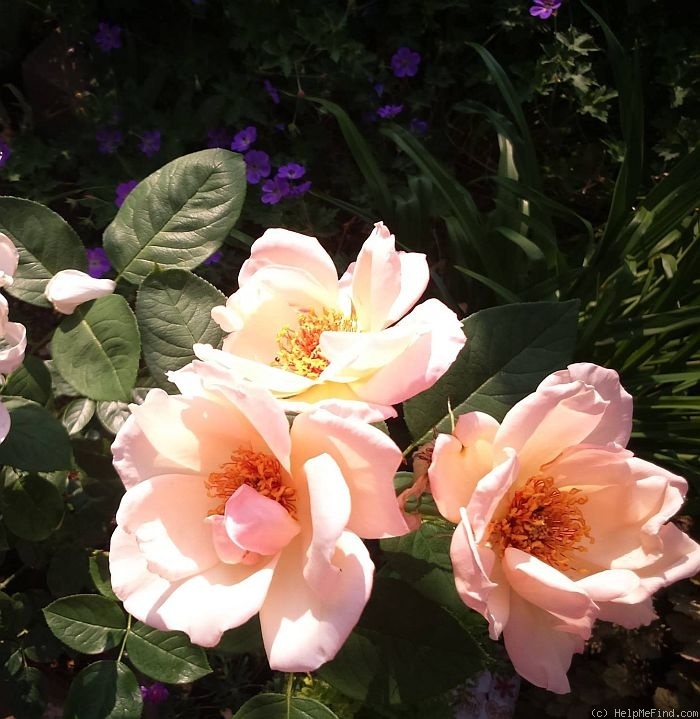 'Arahan' rose photo