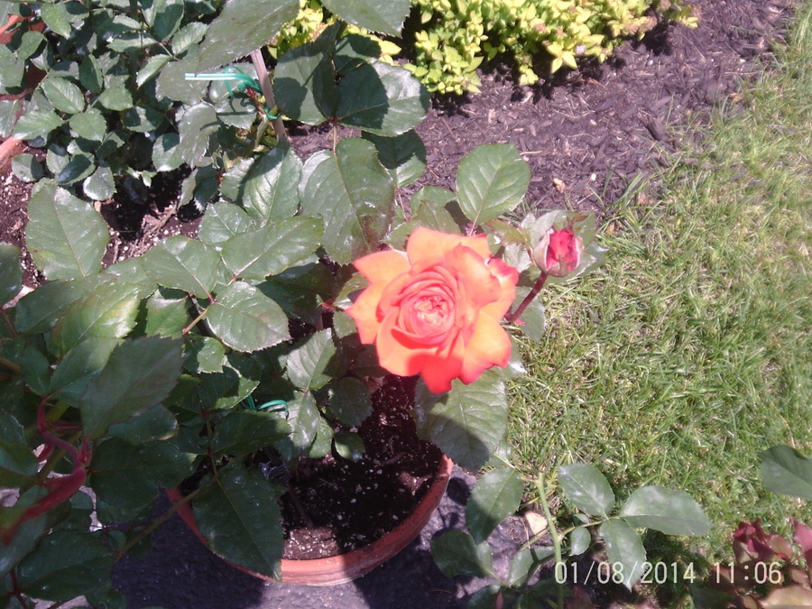 'Bolongo Bay' rose photo