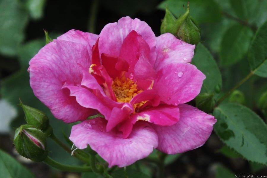'Bluenette' rose photo