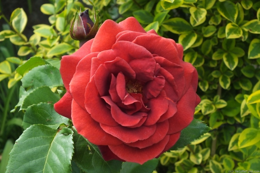 'Terracotta ® (florist's rose, Meilland, 1997)' rose photo