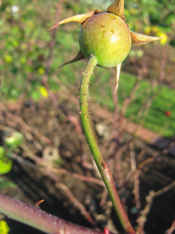 'Lady Mann' rose photo