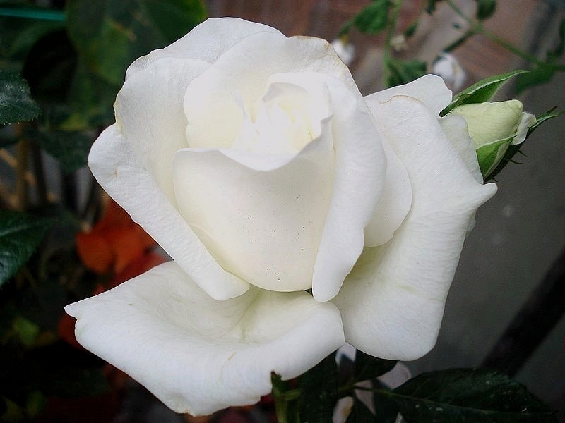 'Grand Nord ®' rose photo