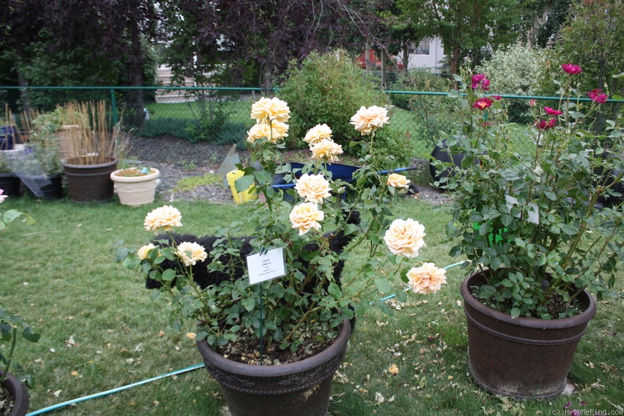 'Valencia ® (hybrid tea, Kordes before 1987)' rose photo