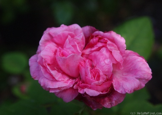 'Jeune Henri' rose photo