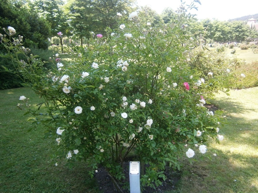 'Rosarium im Doblhoffpark'  photo