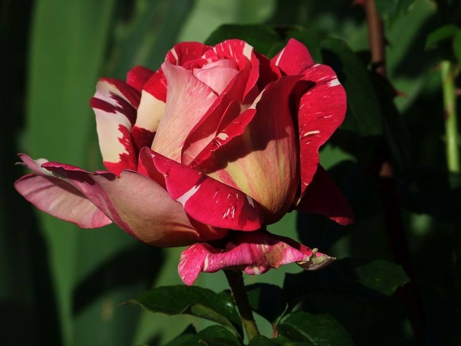 'Pestraja Fantazija' rose photo