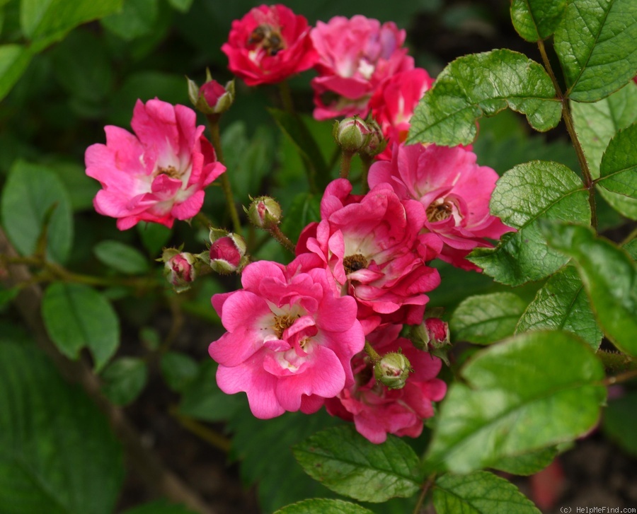 'Orleans' rose photo