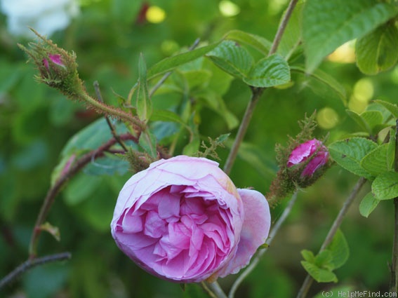 'Common Moss' rose photo