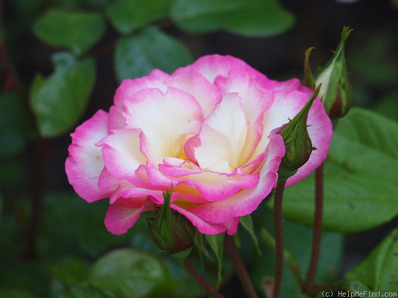 'Händel (Large Flowered Climber, McGredy 1960)' rose photo