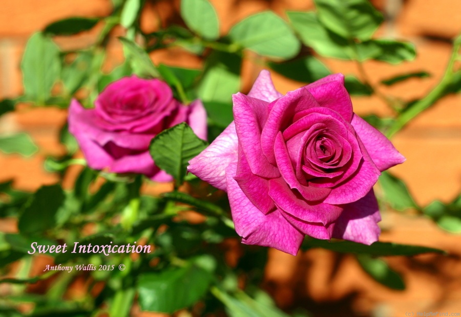 'Sweet Intoxication' rose photo