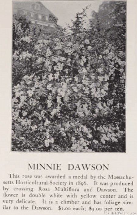 'Minnie Dawson' rose photo