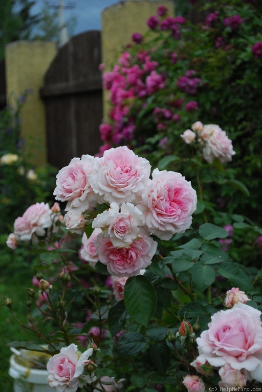 'Alexandra - Princesse de Luxembourg ®' rose photo