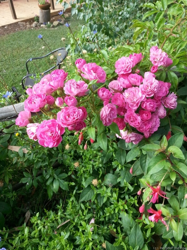 'Gartendirektor Otto Linne' rose photo