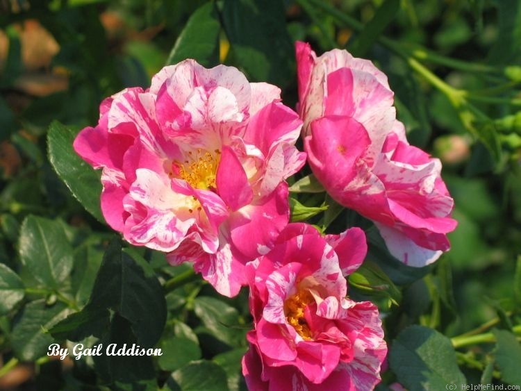 'Sheer Stripes' rose photo