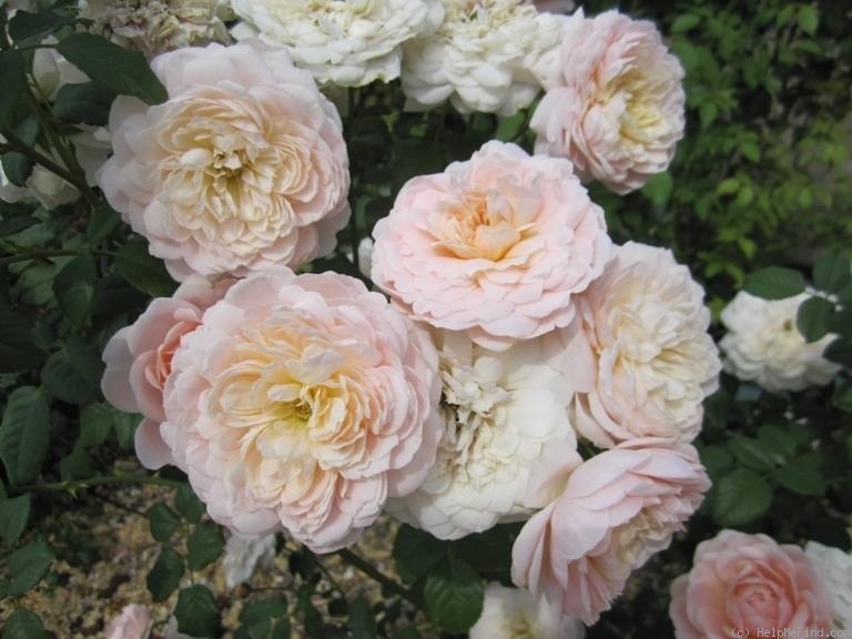 'Pink Morning' rose photo