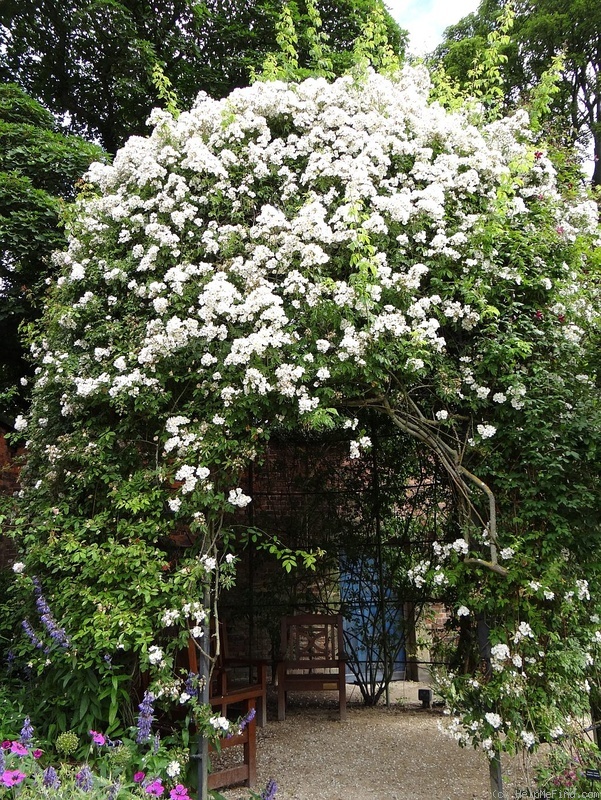 'Seagull' rose, click to enlarge 'Seagull' rose photo