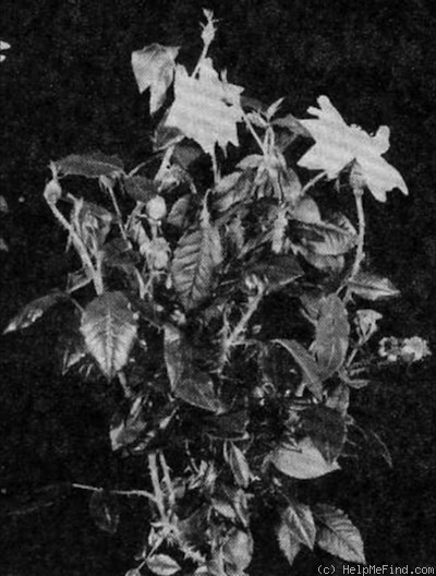 'Spotless Gold' rose photo