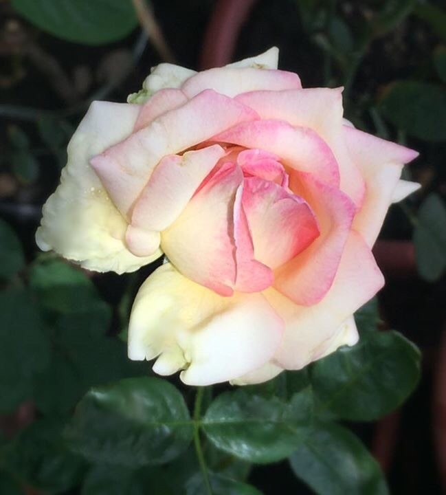 'Peace (hybrid tea, Meilland 1935)' rose photo