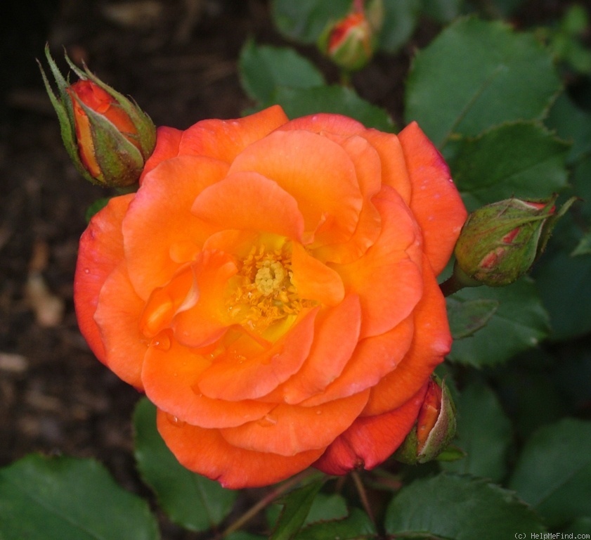 'Amanda (floribunda, Noack 1979)' rose photo