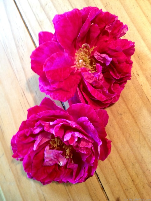 'Madame Tiret' rose photo