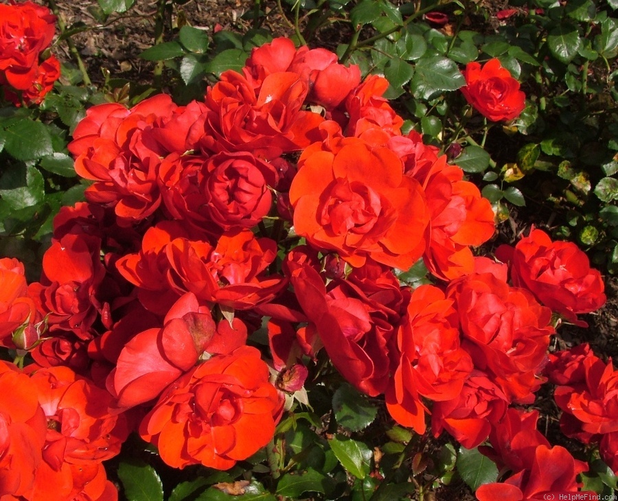'Alpengrüss' rose photo