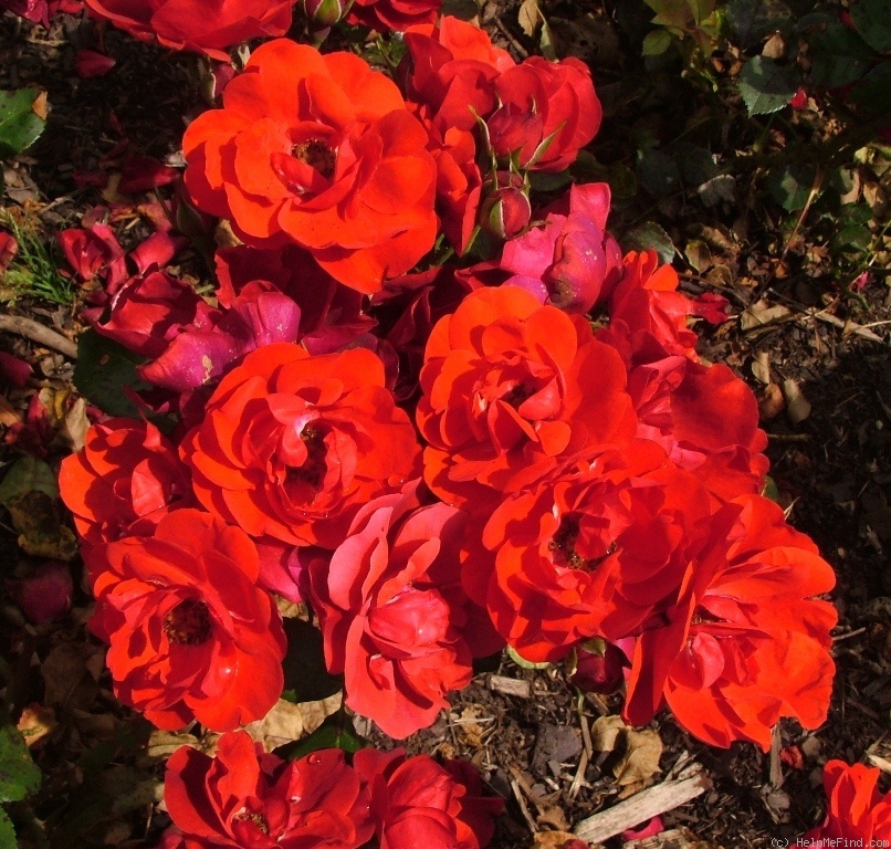 'Alpengrüss' rose photo