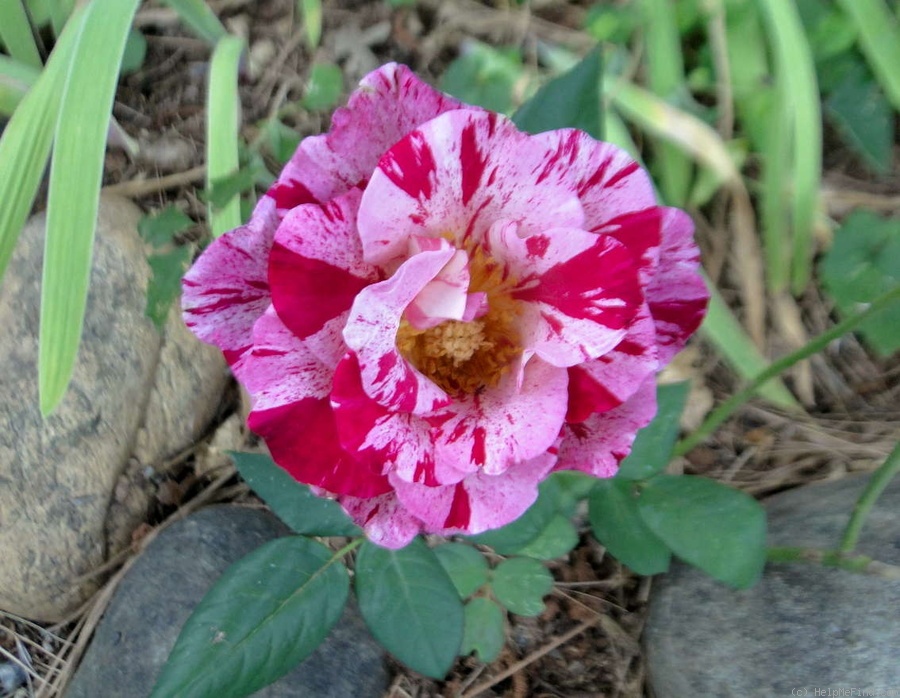 'Tigress ™ (grandiflora, Zary 2005)' rose photo