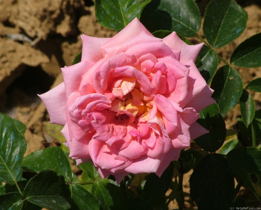 'Ampère (hybrid tea, Meilland before 1935)' rose photo