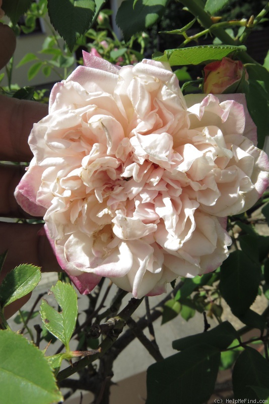 'Homère' rose photo