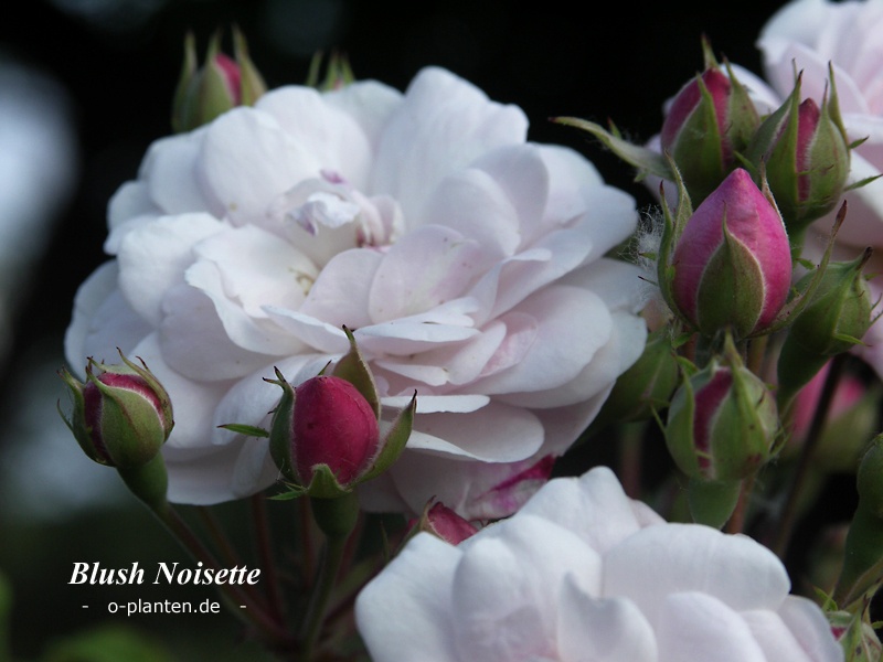 'Blush Noisette' rose photo