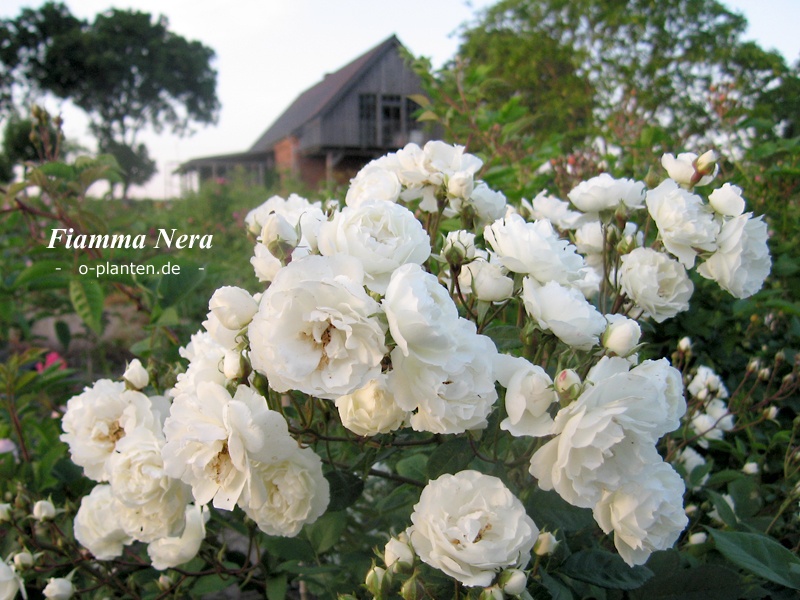 'Fiamma nera (hybrid multiflora)' rose photo