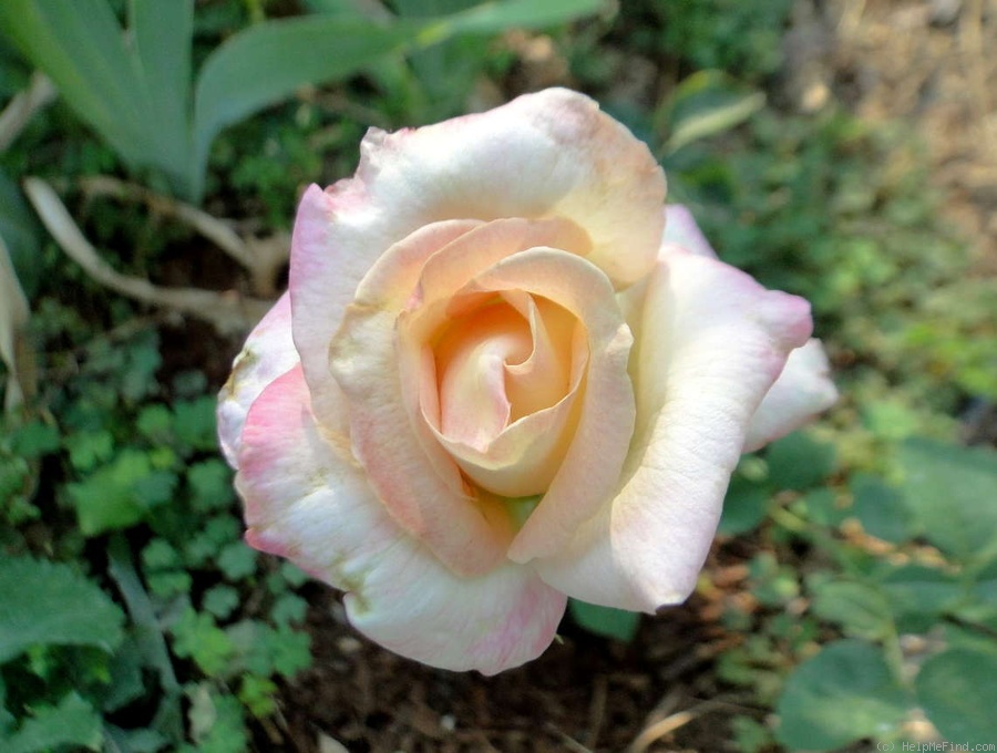 'Parthenon ®' rose photo