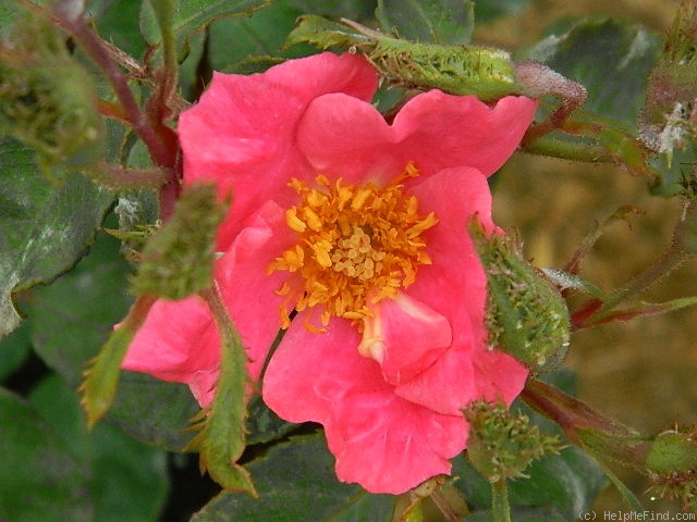 'C-04' rose, click to enlarge 'C-04' rose photo