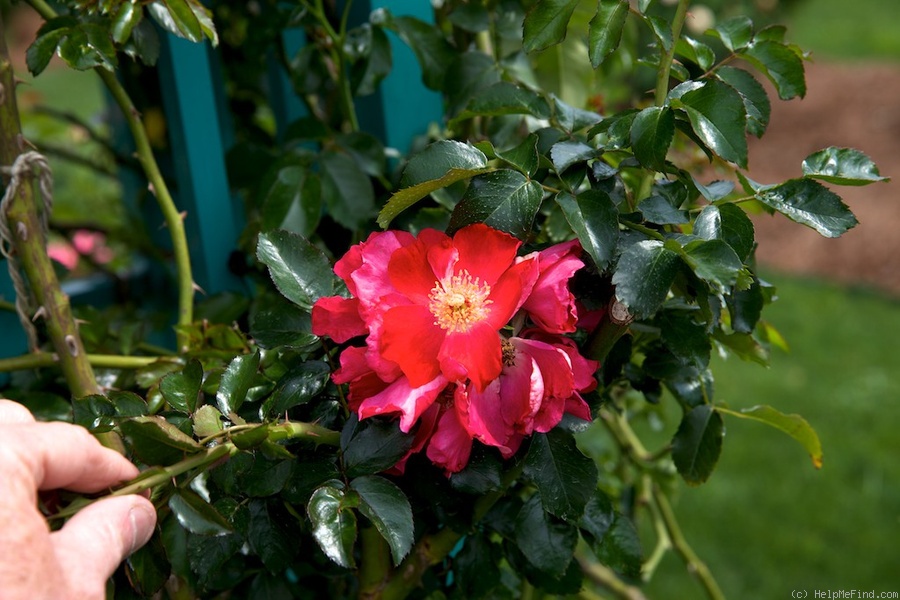 'Lois Manners' rose photo