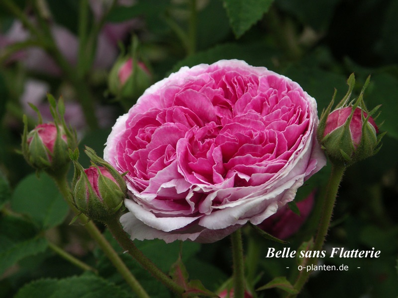 'Belle sans flatterie' rose photo