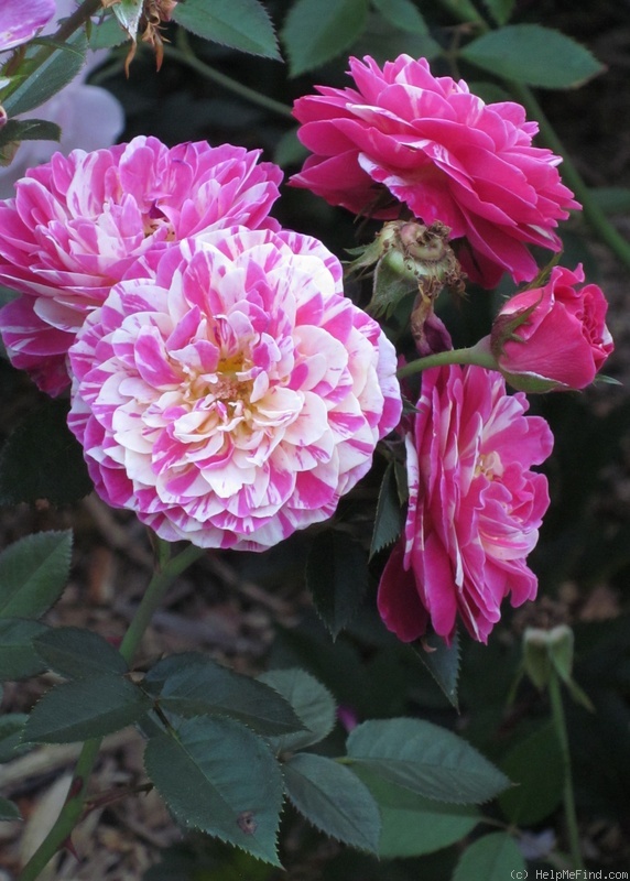 'Fiesta (shrub, Lim, 2007)' rose photo