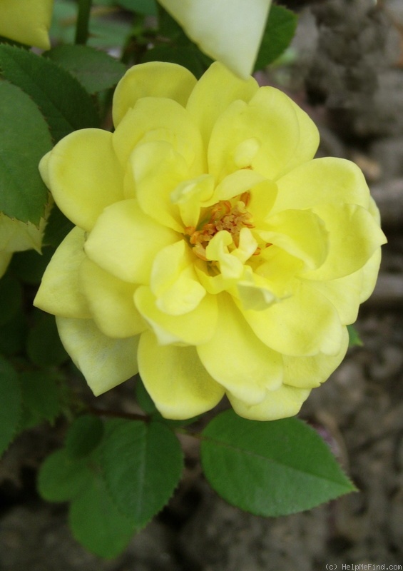 'Gold Symphonie ®' rose photo
