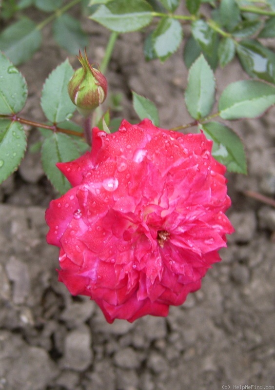 'Gypsy Jewel' rose photo