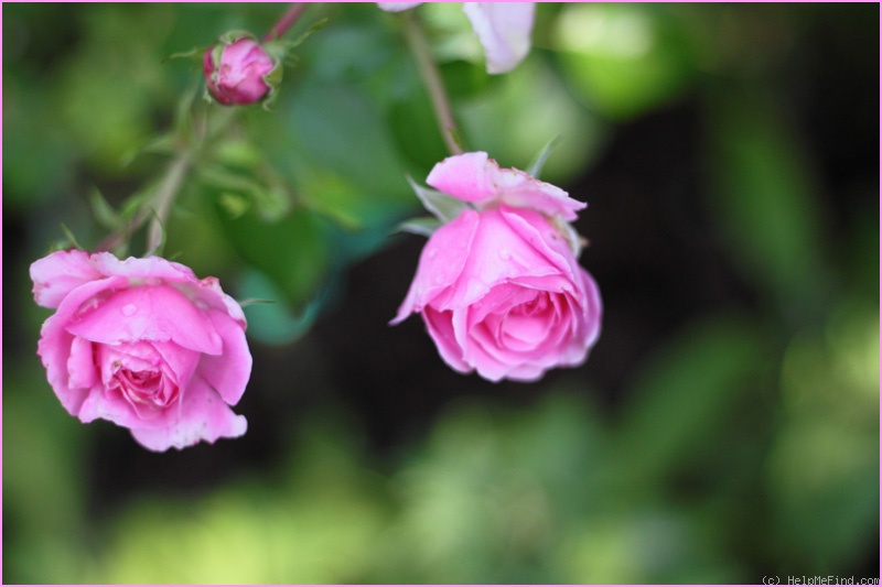 'Crescendo ® (floribunda, Noack, 2003)' rose photo