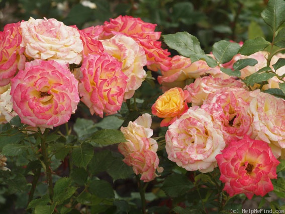 'Gartenspaß ®' rose photo