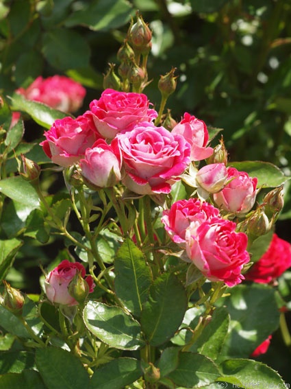 'Schöne Koblenzerin ®' rose photo