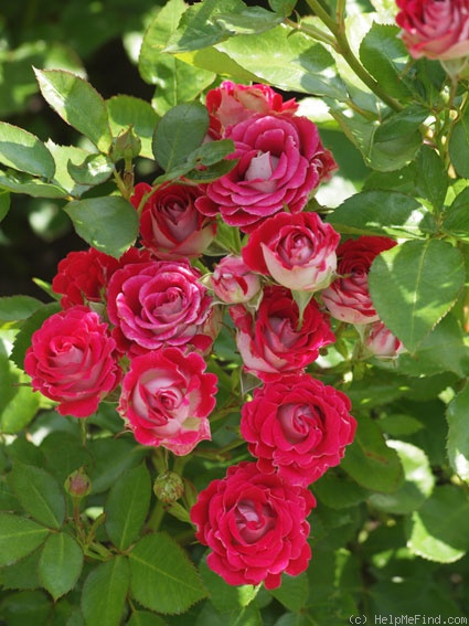 'Schöne Koblenzerin ®' rose photo
