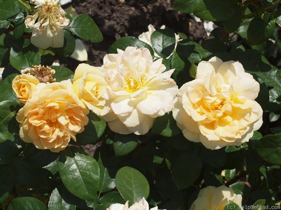 'Sunstar ® (floribunda, Kordes 1997/2007)' rose photo