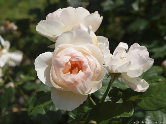 'The Shepherdess' rose photo