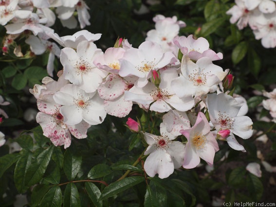 'Xantippe' rose photo