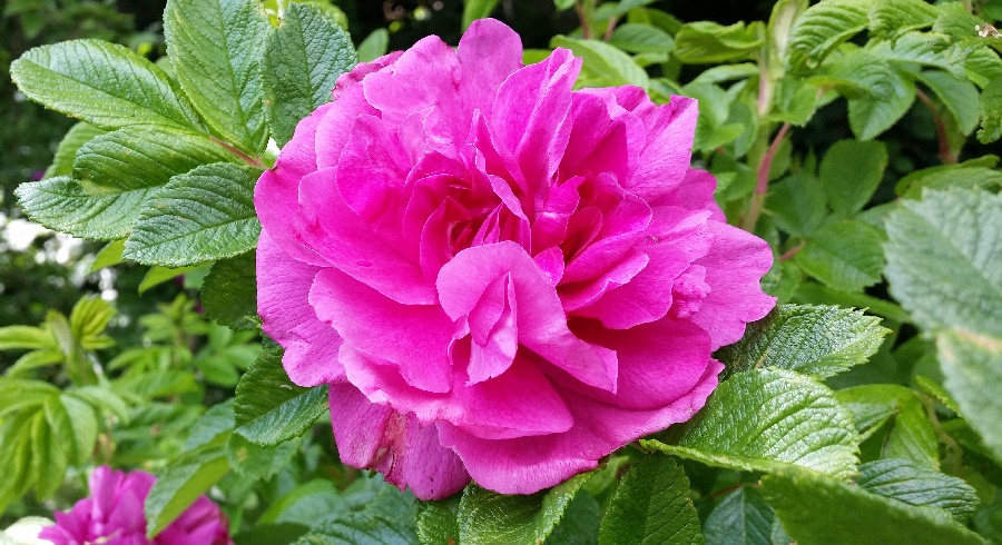 'Hansa (Rugosa, Schaum & Van Tol, 1905)' rose photo