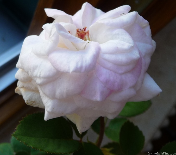 'Die Einzige' rose photo